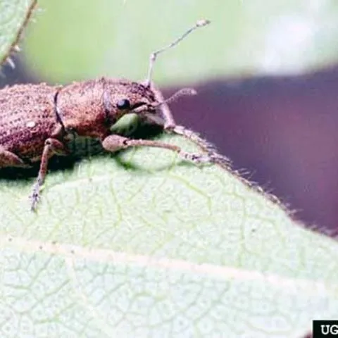 thumbnail for publication: Fuller Rose Beetle, Naupactus godmanni (Crotch) (Insecta: Coleoptera: Curculionidae)